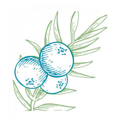 مزيل العرق برائحة التوت من ارم اند هامر